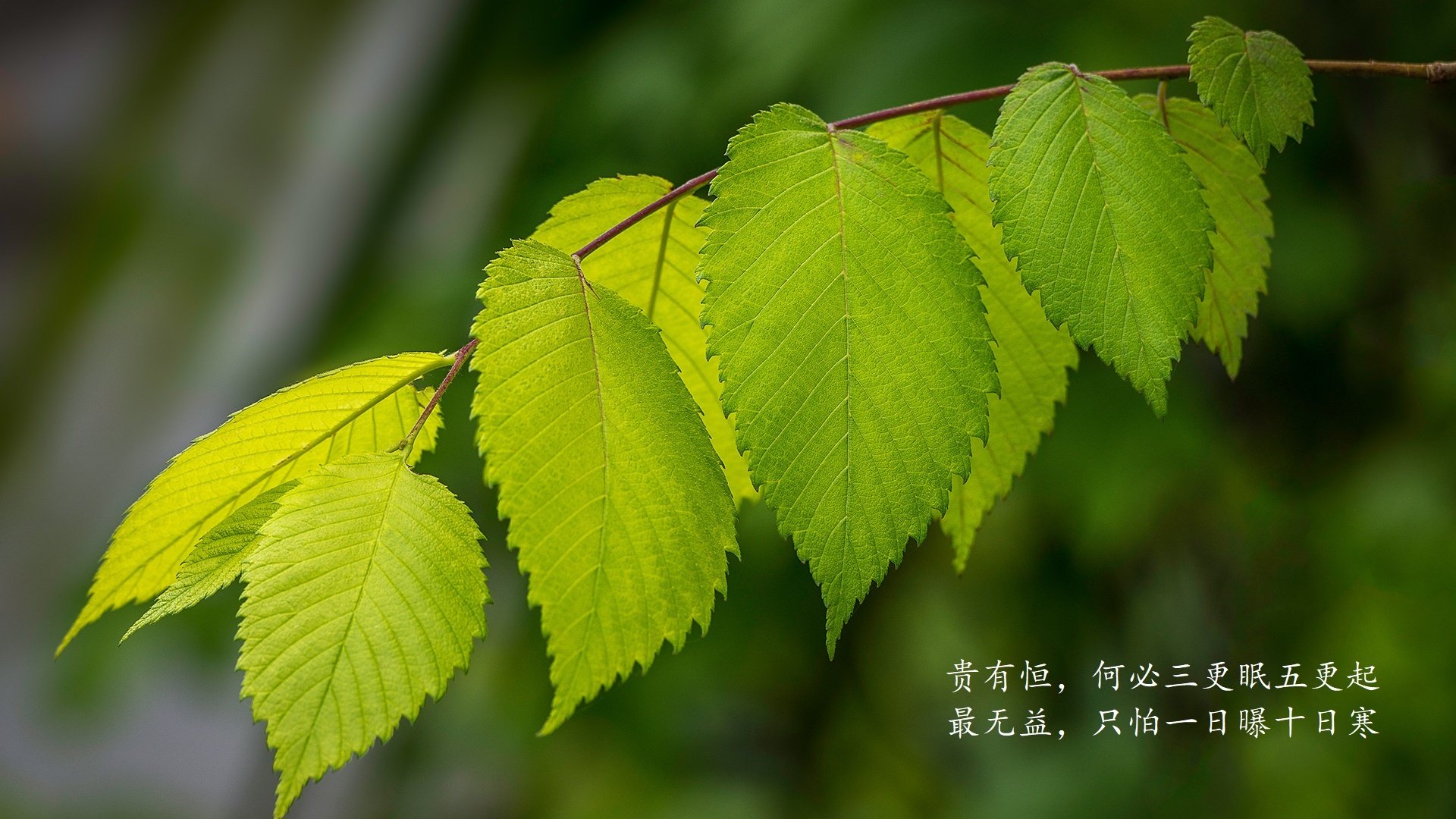 开云在线直播-德国队在对马其顿的比赛中锁定下一轮晋级名额，世预赛德国对马其顿