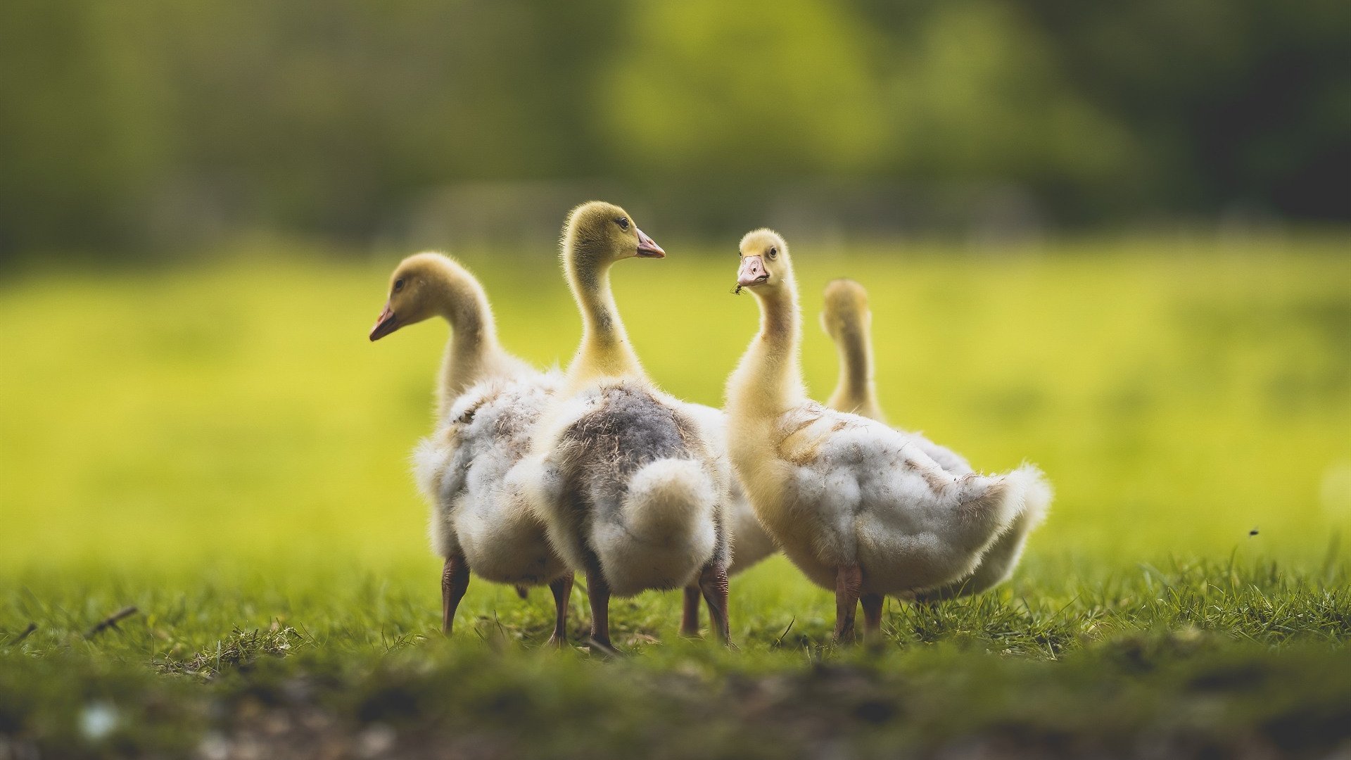 kaiyun官方入口登录-塞内加尔男篮在非洲锦标赛中拼搏奋战，体育强国风范尽显，塞内加尔男篮排名