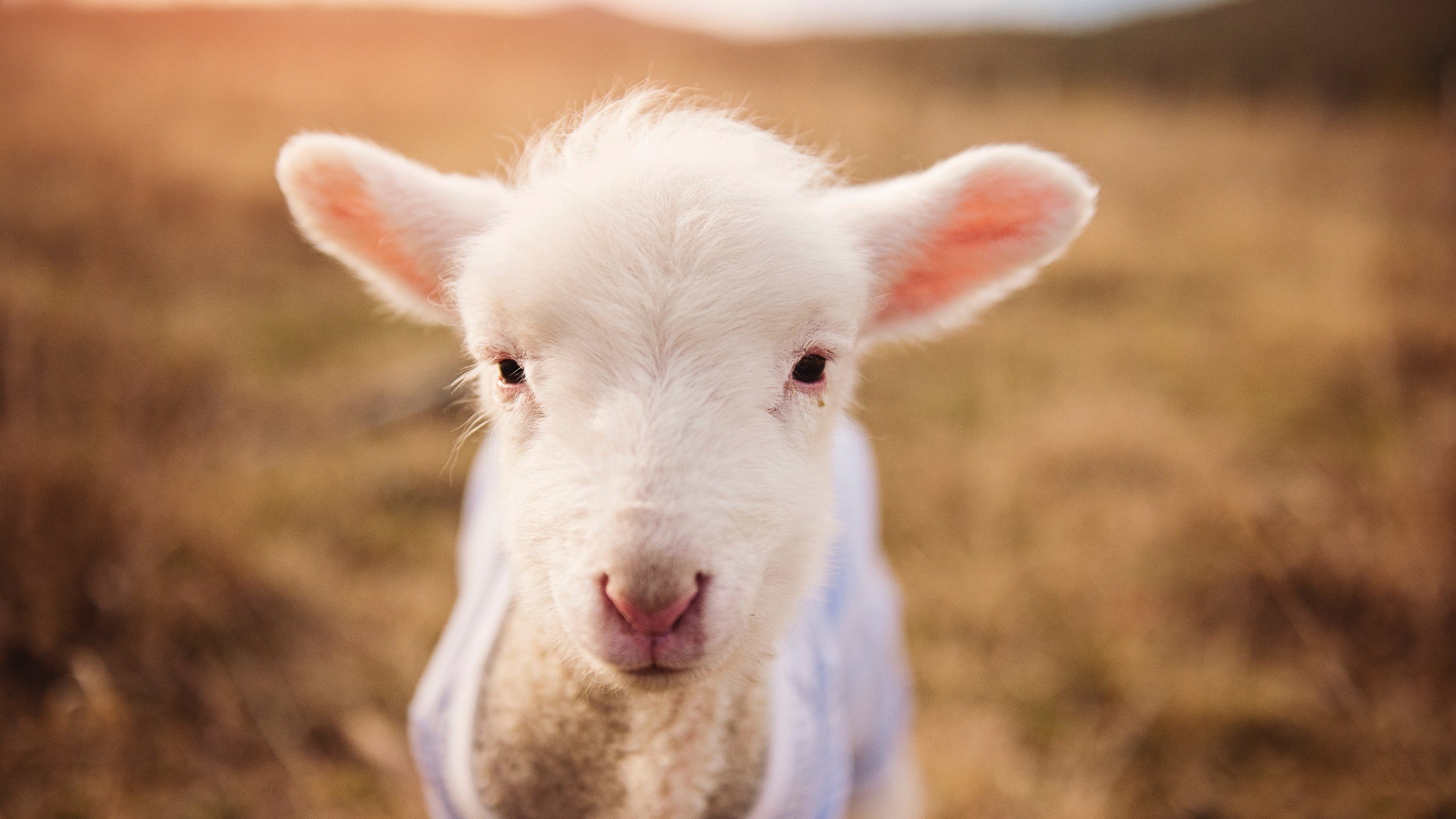 开云下载-法甲青训崛起：未来之星不断涌现！，法甲潜力球员