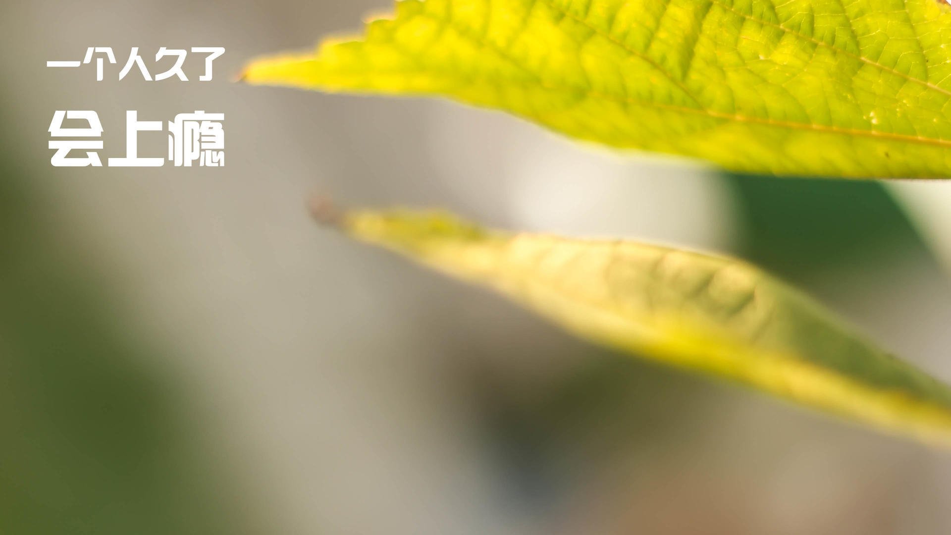 热火主场视觉系统升级带来更强临场体验，热火主场地板超清