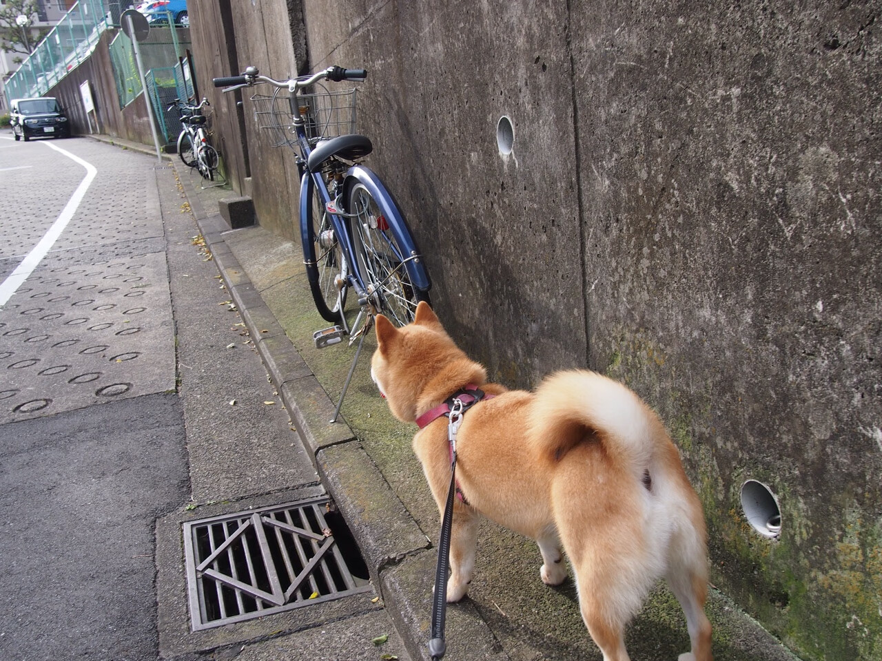 瑞安在场上的无缝配合让全黑队的战术变得更具层次感,瑞安打黑最新新闻