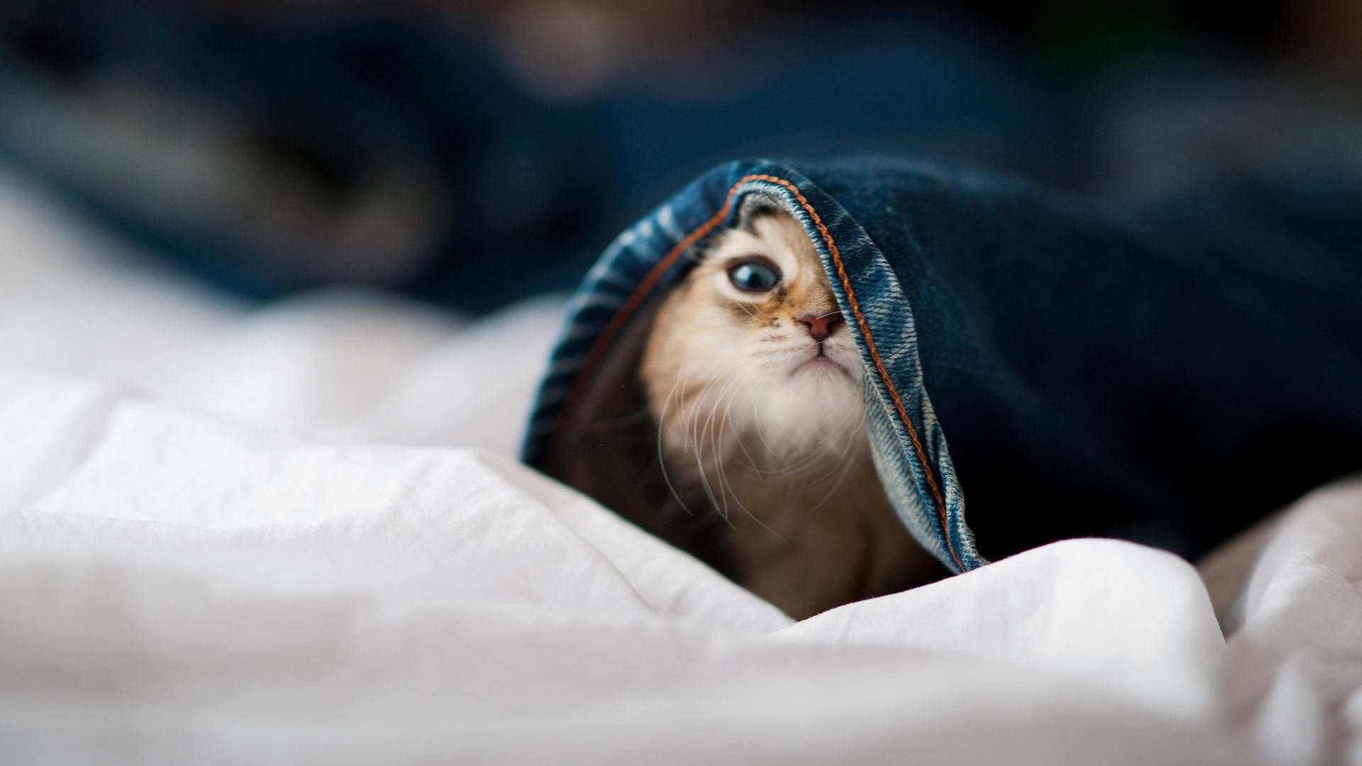 魔术替补阵容贡献二十分以上，魔术师打过替补吗